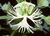 Plat leuco compressed_tiny